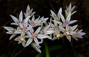 Allium crenulatum - Olympic Onion 14-6981